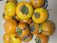 Imgp2418_2